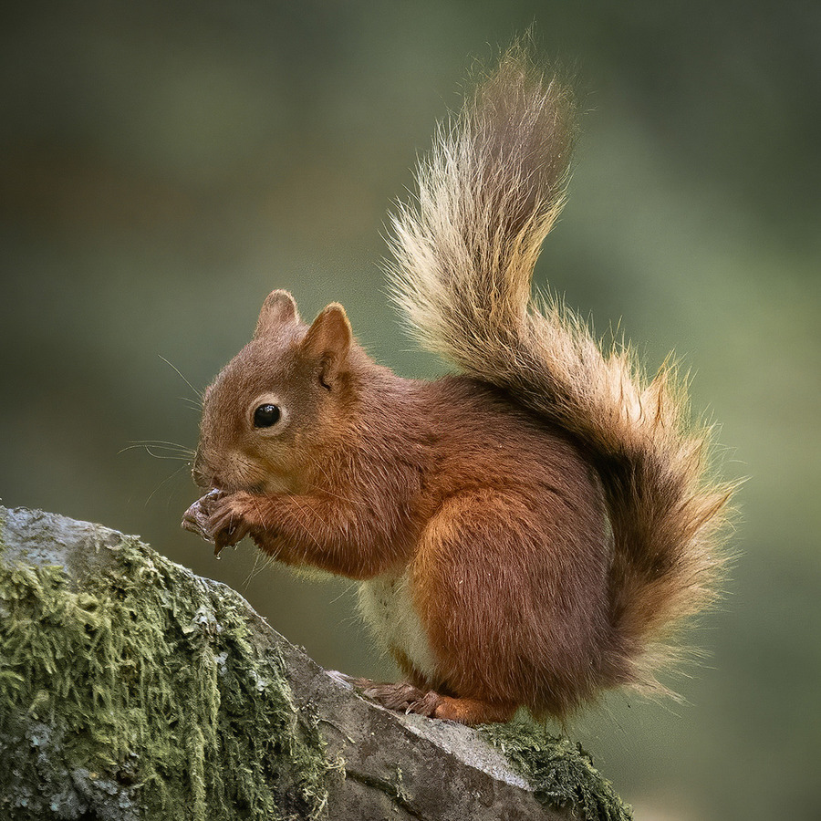 Red squirrel eating hazelnut